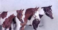 Our 3 paint geldings at the 2007 APHA Zone 10 Show.  From left to right Cheros Checkers, Blue Eyed Storm, and Keotas Fast Cash.  Picture taken by Artos photography